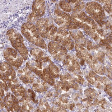 Anti-ARFGEF3 antibody produced in rabbit Prestige Antibodies&#174; Powered by Atlas Antibodies, affinity isolated antibody, buffered aqueous glycerol solution