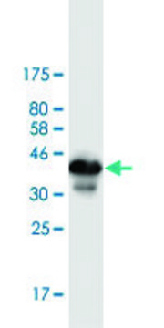 Monoclonal Anti-ZBTB6 antibody produced in mouse clone 2E12, purified immunoglobulin, buffered aqueous solution