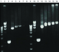 AccuTaq&#8482; LA DNA Polymerase High fidelity Taq enzyme, with 10X buffer &amp; DMSO
