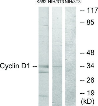 Anti-CYCLIN D1 antibody produced in rabbit affinity isolated antibody