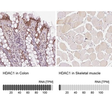 Anti-HDAC1 antibody produced in rabbit Prestige Antibodies&#174; Powered by Atlas Antibodies, affinity isolated antibody, buffered aqueous glycerol solution