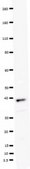 Anti-GAPDH Antibody from chicken, purified by affinity chromatography