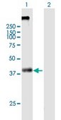 Anti-KCNN4 antibody produced in mouse purified immunoglobulin, buffered aqueous solution