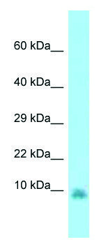 Anti-Gng13 (N-terminal) antibody produced in rabbit affinity isolated antibody