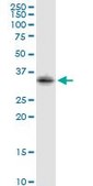 Anti-STX2 antibody produced in rabbit purified immunoglobulin, buffered aqueous solution