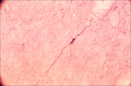Anti-Nitric Oxide Synthase, Brain (1409-1429) antibody produced in rabbit IgG fraction of antiserum, buffered aqueous solution