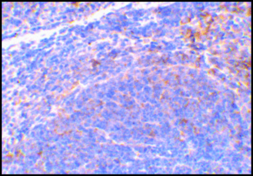 Anti-SMAC antibody produced in rabbit affinity isolated antibody, buffered aqueous solution