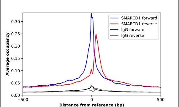 Anti-SMARCD1 antibody produced in rabbit Prestige Antibodies&#174; Powered by Atlas Antibodies, affinity isolated antibody, buffered aqueous glycerol solution