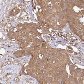 Anti-GSPT1 antibody produced in rabbit Prestige Antibodies&#174; Powered by Atlas Antibodies, affinity isolated antibody, buffered aqueous glycerol solution