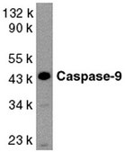 Anti-Caspase 9 Antibody, proform &amp; lg. subunit Chemicon&#174;, from rabbit