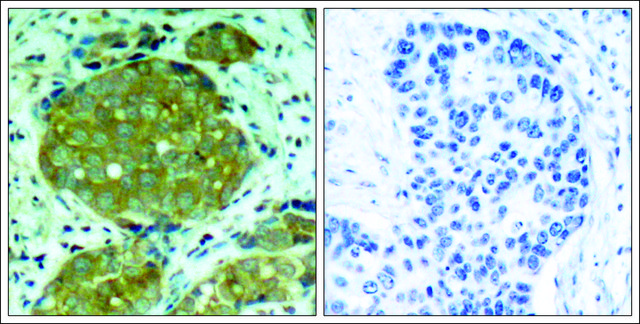 Anti-phospho-NFKB1 (pSer932) antibody produced in rabbit affinity isolated antibody