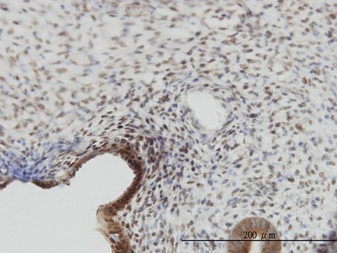 Monoclonal Anti-YAP1 antibody produced in mouse clone 2F12, purified immunoglobulin, buffered aqueous solution