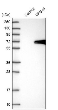 Anti-VPS45 antibody produced in rabbit Prestige Antibodies&#174; Powered by Atlas Antibodies, affinity isolated antibody, buffered aqueous glycerol solution, ab2