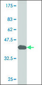 Monoclonal Anti-GCM1 antibody produced in mouse clone 3G5, purified immunoglobulin, buffered aqueous solution