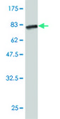 Monoclonal Anti-CALR3 antibody produced in mouse clone 4E3, purified immunoglobulin, buffered aqueous solution