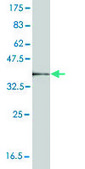 Monoclonal Anti-CTSK antibody produced in mouse clone 2F1, purified immunoglobulin, buffered aqueous solution