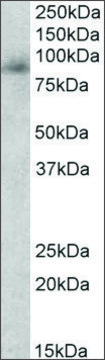 Anti-MPO antibody produced in goat affinity isolated antibody, buffered aqueous solution