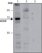 Anti-Acetylcholinesterase (AChE) antibody produced in rabbit IgG fraction of antiserum, buffered aqueous solution