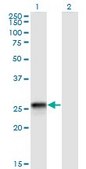 Monoclonal Anti-HLA-DQB2 antibody produced in mouse clone 4C3, purified immunoglobulin, buffered aqueous solution
