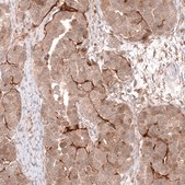 Monoclonal Anti-Lgr5 Antibody Produced In Mouse Prestige Antibodies&#174; Powered by Atlas Antibodies, clone CL13579, affinity isolated antibody, buffered aqueous glycerol solution