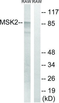 Anti-MSK2 antibody produced in rabbit affinity isolated antibody