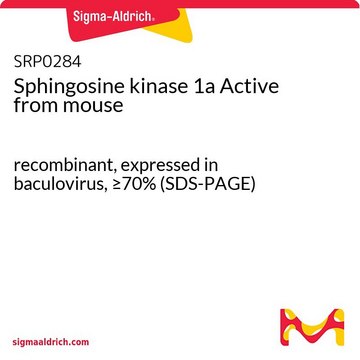 Sphingosine kinase 1a Active from mouse recombinant, expressed in baculovirus, &#8805;70% (SDS-PAGE)