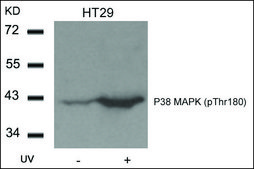 Anti-phospho-MAPK14 (pThr180) antibody produced in rabbit affinity isolated antibody