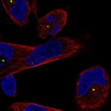 Anti-CEP250 antibody produced in rabbit Prestige Antibodies&#174; Powered by Atlas Antibodies, affinity isolated antibody