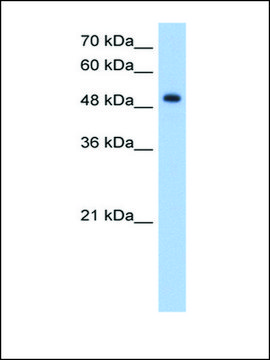 Anti-DNER antibody produced in rabbit IgG fraction of antiserum