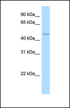 Anti-CYP27C1 antibody produced in rabbit affinity isolated antibody