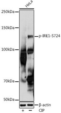 Anti-Phospho-IRE1-S724 antibody produced in rabbit