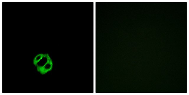 Anti-AGTRL1 antibody produced in rabbit affinity isolated antibody