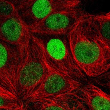 Anti-TRPS1 antibody produced in rabbit Prestige Antibodies&#174; Powered by Atlas Antibodies, affinity isolated antibody