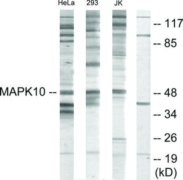Anti-MAPK10 antibody produced in rabbit affinity isolated antibody
