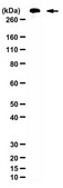 Anti-MAP-2 Antibody from rabbit, purified by affinity chromatography