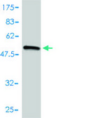 Monoclonal Anti-COL2A1 antibody produced in mouse clone 3H1-F9, purified immunoglobulin, buffered aqueous solution