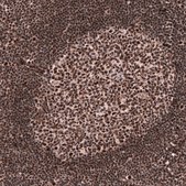 Monoclonal Anti-FOXM1 antibody produced in mouse Prestige Antibodies&#174; Powered by Atlas Antibodies, clone CL12131, purified immunoglobulin, buffered aqueous glycerol solution