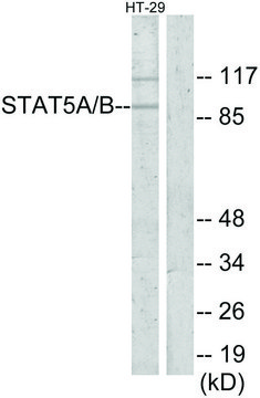 Anti-STAT5A antibody produced in rabbit affinity isolated antibody
