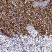 Anti-TH antibody produced in rabbit affinity isolated antibody, buffered aqueous glycerol solution
