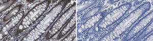 Anti-HCF-1 Antibody, clone 1B17 ZooMAb&#174; Rabbit Monoclonal recombinant, expressed in HEK 293 cells