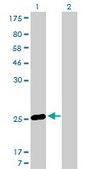 Monoclonal Anti-MS4A7 antibody produced in mouse clone 2D3, purified immunoglobulin, buffered aqueous solution