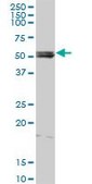 Anti-LYN antibody produced in rabbit purified immunoglobulin, buffered aqueous solution