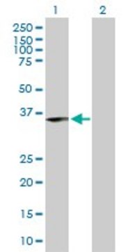 Anti-ING1 antibody produced in rabbit purified immunoglobulin, buffered aqueous solution