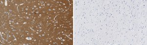 Anti-SNAP-25 Antibody, clone 1J9 ZooMAb&#174; Rabbit Monoclonal recombinant, expressed in HEK 293 cells