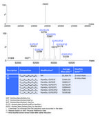 SILu&#8482;Lite SigmaMAb Cetuximab Monoclonal Antibody recombinant, expressed in CHO cells