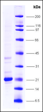 TNF&#945;, low endotoxin, His tagged human recombinant, expressed in E. coli, &#8805;80% (SDS-PAGE)