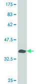 ANTI-PAX7 antibody produced in mouse clone 3F10, purified immunoglobulin, buffered aqueous solution