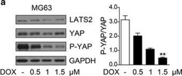 Monoclonal Anti-TEAD4 antibody produced in mouse clone 5H3, purified immunoglobulin, buffered aqueous solution