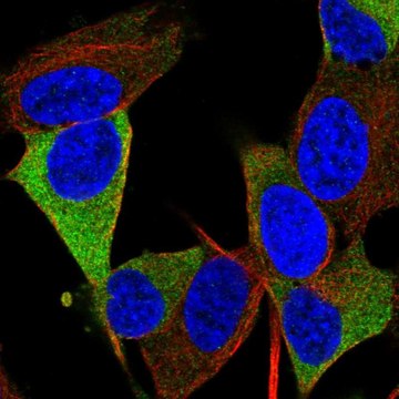 Anti-RTL1 antibody produced in rabbit Prestige Antibodies&#174; Powered by Atlas Antibodies, affinity isolated antibody