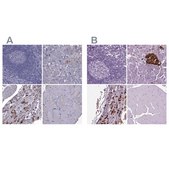 Anti-SCG5 antibody produced in rabbit Prestige Antibodies&#174; Powered by Atlas Antibodies, affinity isolated antibody